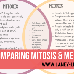 Meiosis mitosis worksheet comparing chart answers vs biology study save