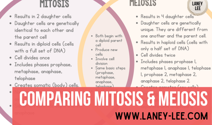 Meiosis mitosis worksheet comparing chart answers vs biology study save