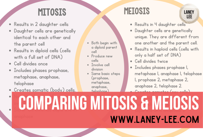 Meiosis mitosis worksheet comparing chart answers vs biology study save