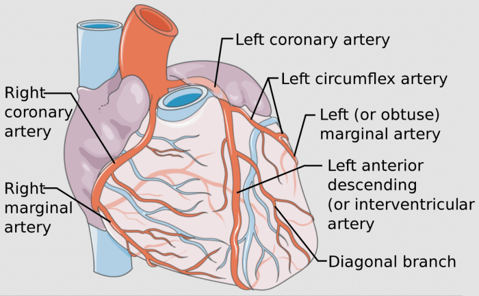 Branch from an artery crossword