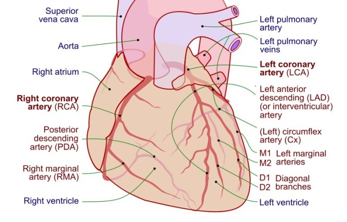 Artery coronary arteries cardiovascular ecg lad rca acs quizlet advances