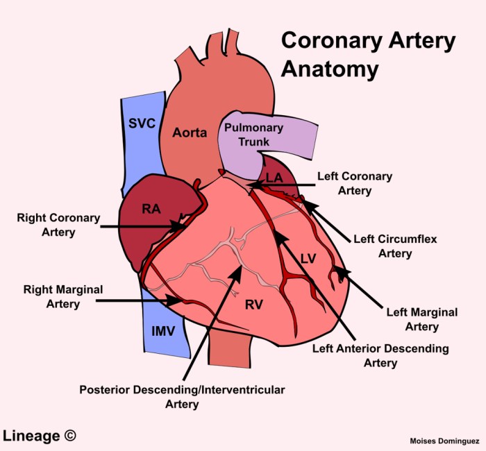 Branch from an artery crossword