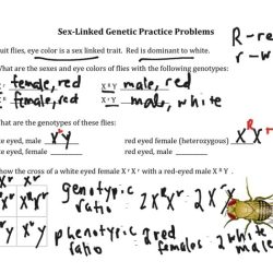 Genetics x linked genes worksheet answers