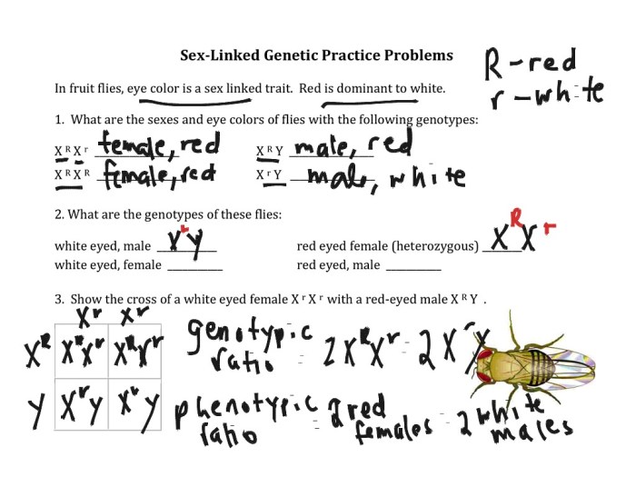 Genetics x linked genes worksheet answers