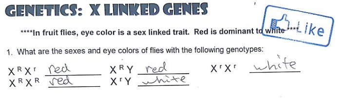 Genetics x linked genes worksheet answers