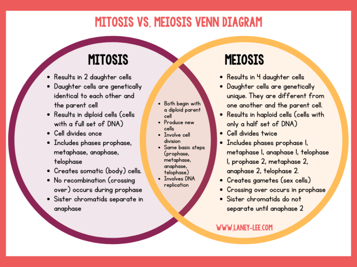 Worksheet comparing mitosis and meiosis