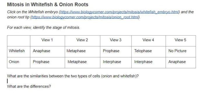 Mitosis solved root onion tip answers transcribed problem text been show has