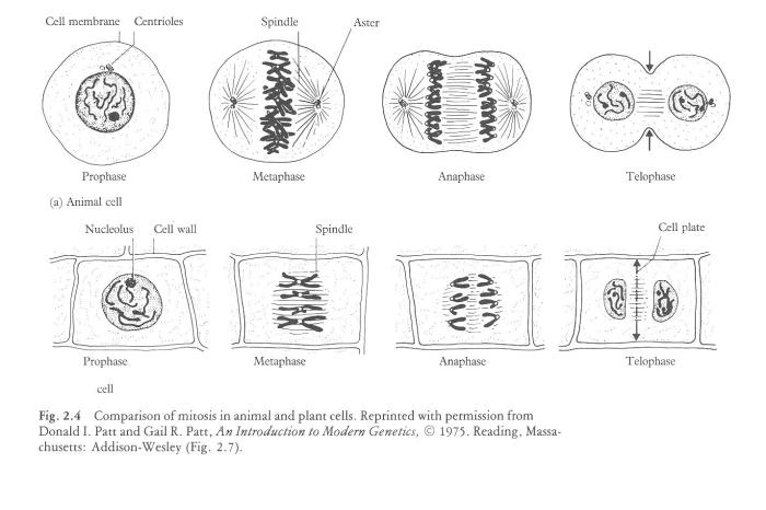 Mitosis in whitefish and onion roots answer key