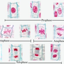 Mitosis in whitefish and onion roots answer key