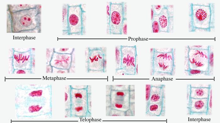 Mitosis in whitefish and onion roots answer key