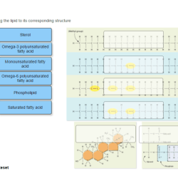 Drag the lipid name to its corresponding structure